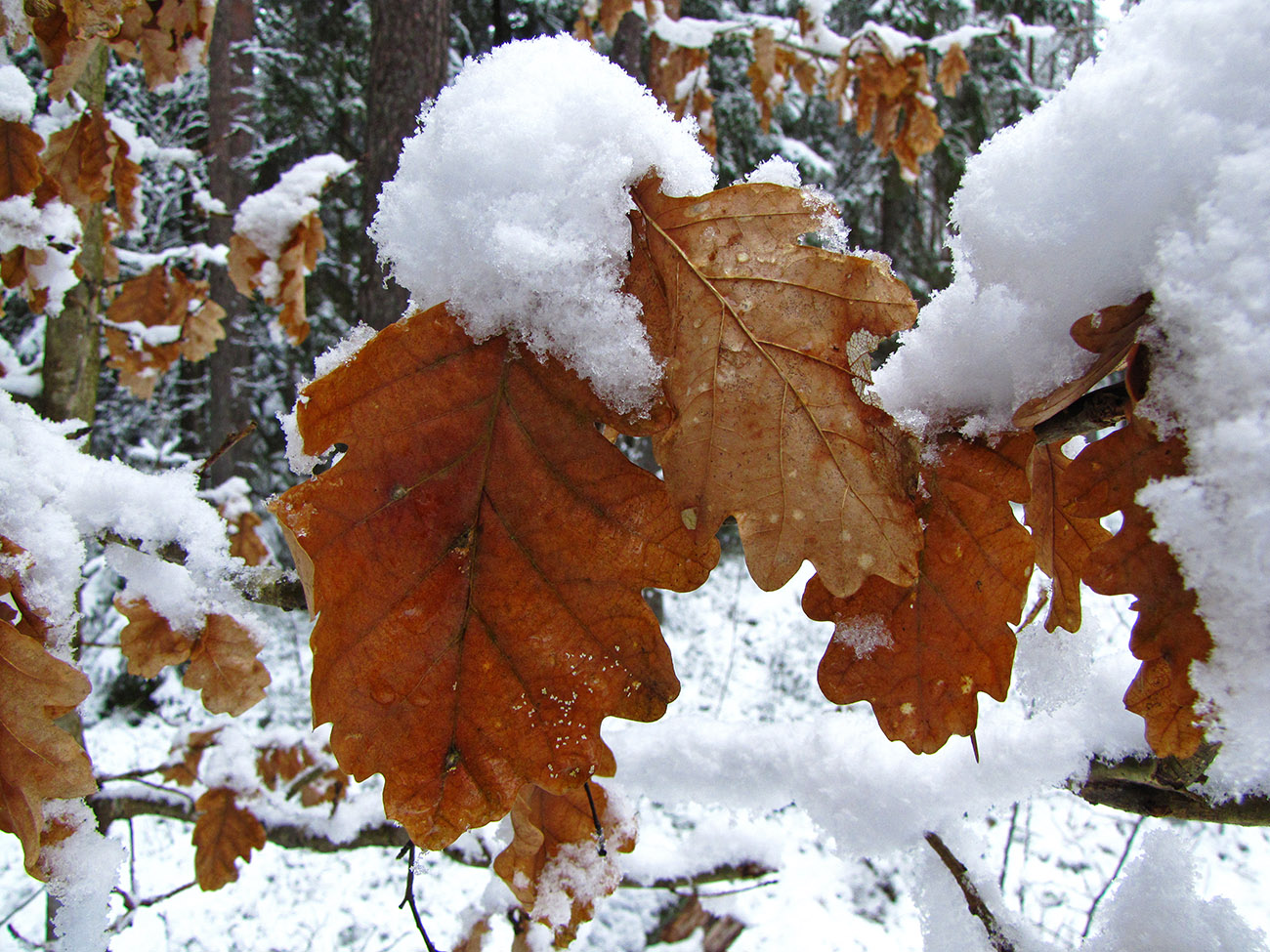 Image of Quercus robur specimen.