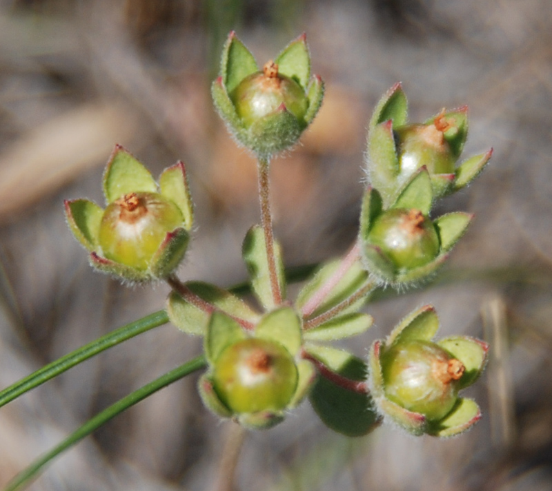 Image of Androsace maxima specimen.