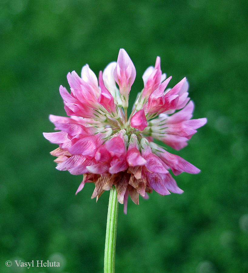 Image of Trifolium hybridum specimen.