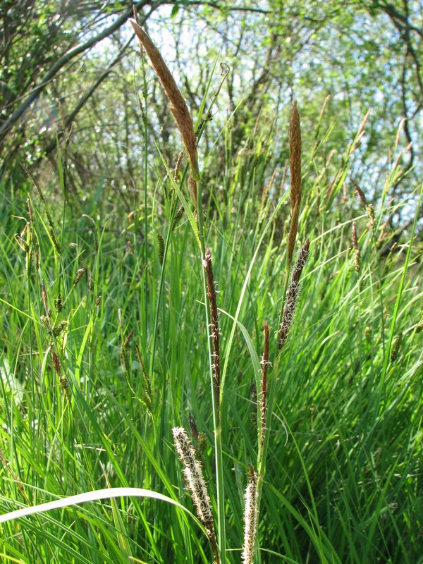 Image of Carex acutiformis specimen.