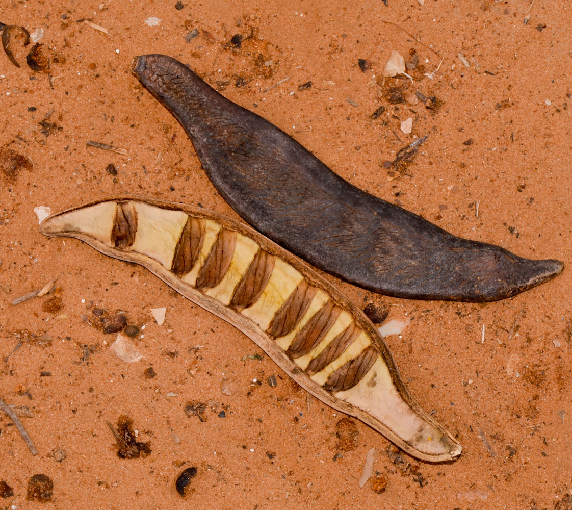 Image of Delonix regia specimen.