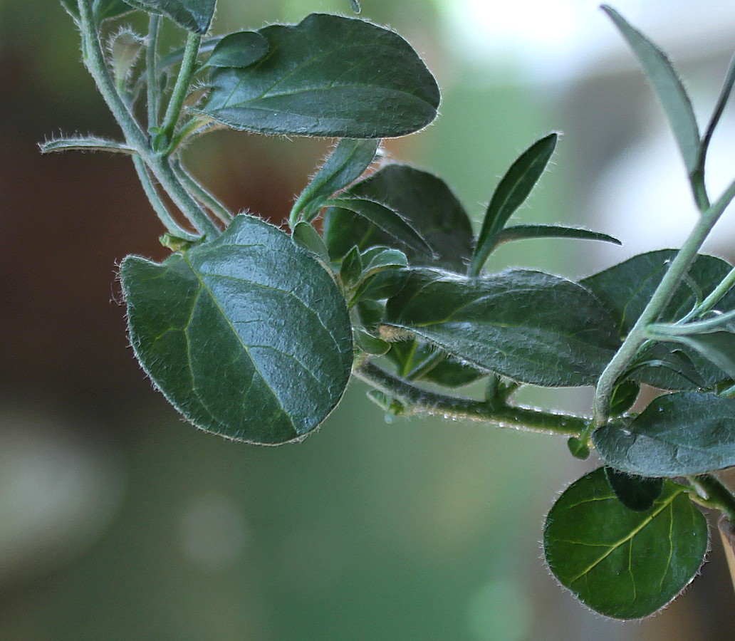 Изображение особи семейство Convolvulaceae.