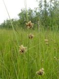 Bolboschoenus planiculmis. Цветущие растения. Иркутская обл., Нижне-Илимский р-н, Усть-Илимское водохранилище, место слияния рек Игирма и Илим, мелководье. 12.07.2010.