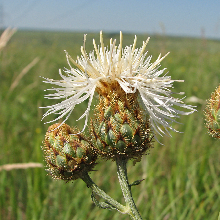 Изображение особи Centaurea rigidifolia.