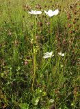 Parnassia palustris