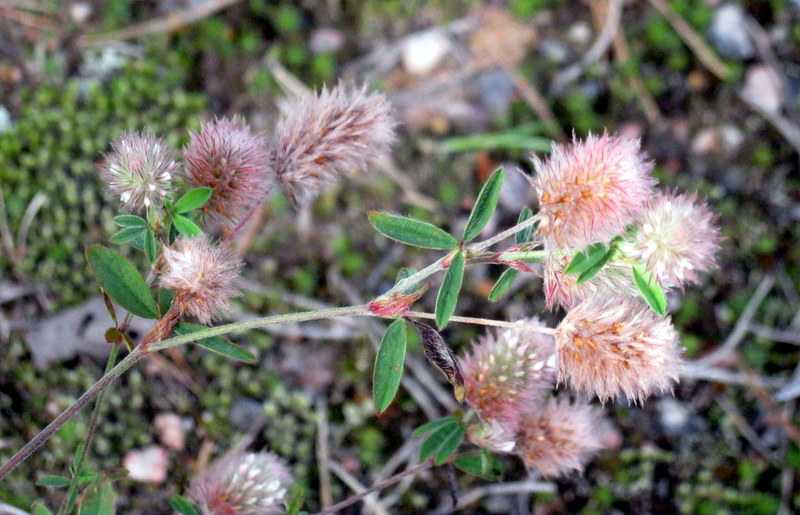 Изображение особи Trifolium arvense.