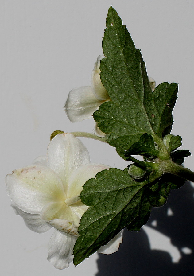 Image of Anemone vitifolia specimen.