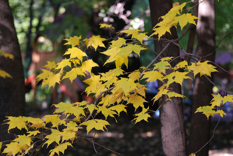 Image of Acer mono specimen.