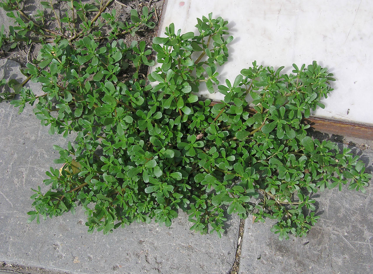 Изображение особи Portulaca oleracea.