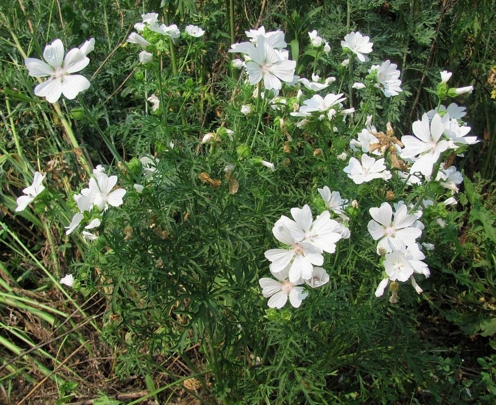 Image of Malva moschata specimen.