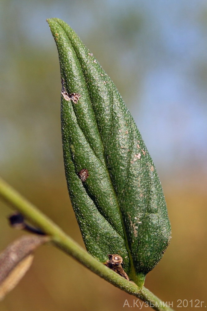 Image of Lithospermum officinale specimen.