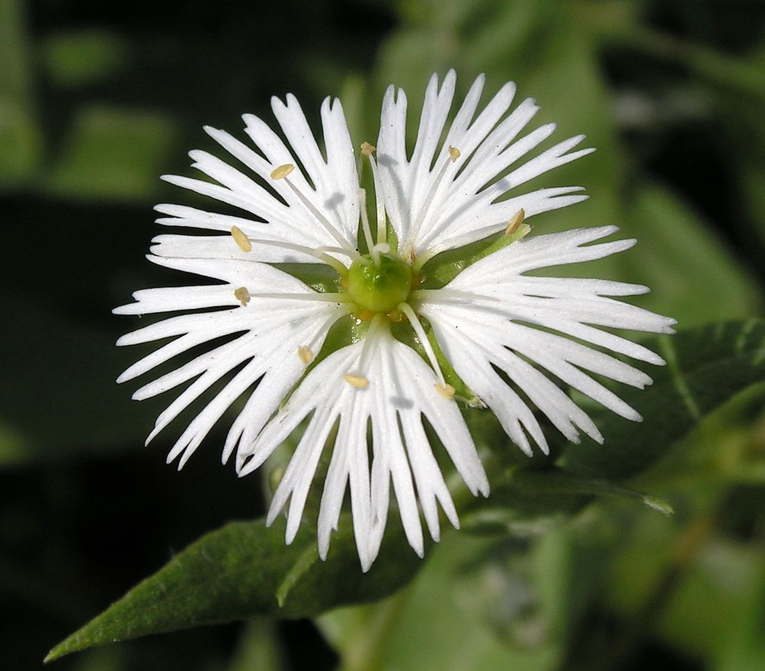 Image of Fimbripetalum radians specimen.