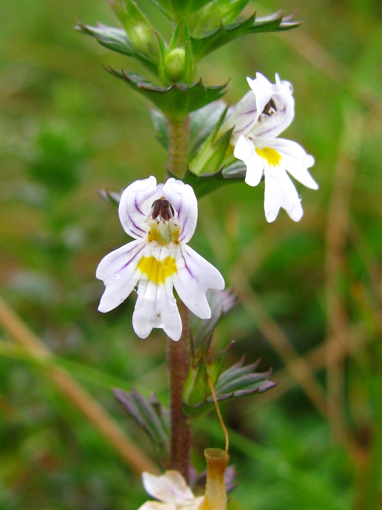 Image of Euphrasia rostkoviana specimen.