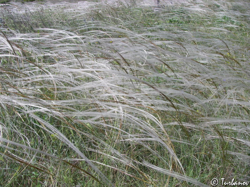 Image of Stipa brauneri specimen.