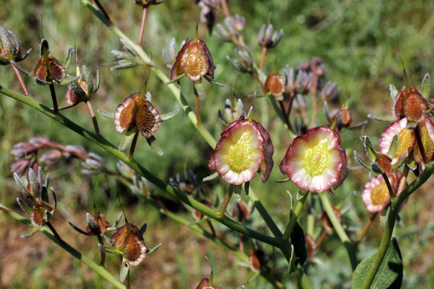 Image of Rindera austroechinata specimen.