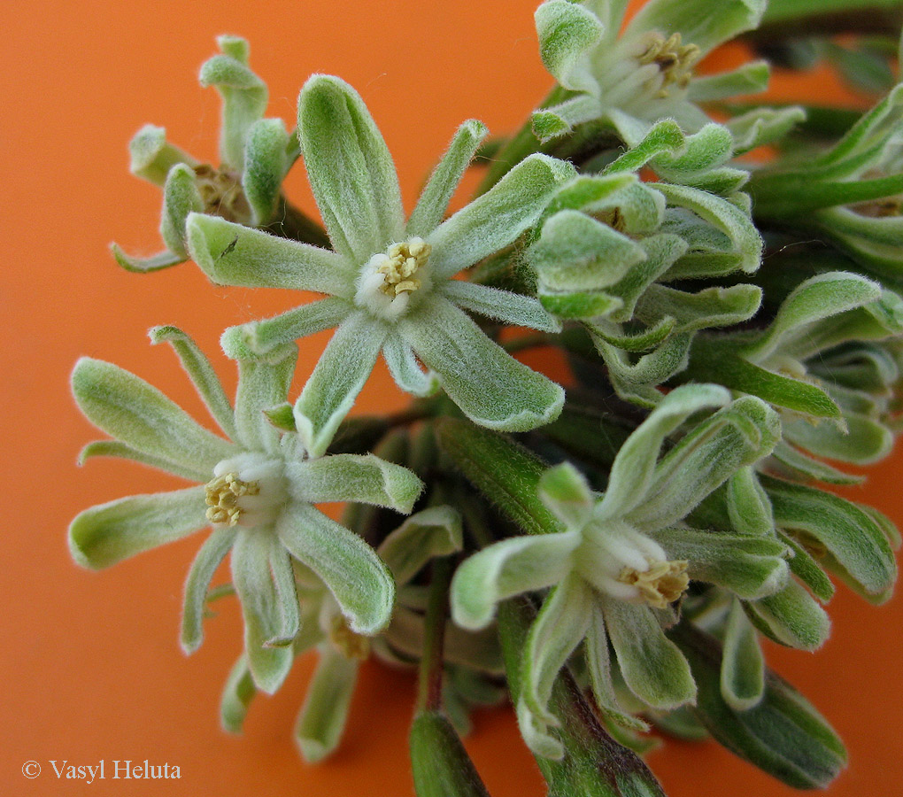 Изображение особи Gymnocladus dioicus.