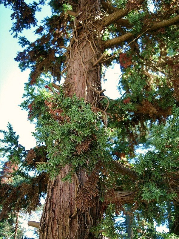 Image of Juniperus drupacea specimen.