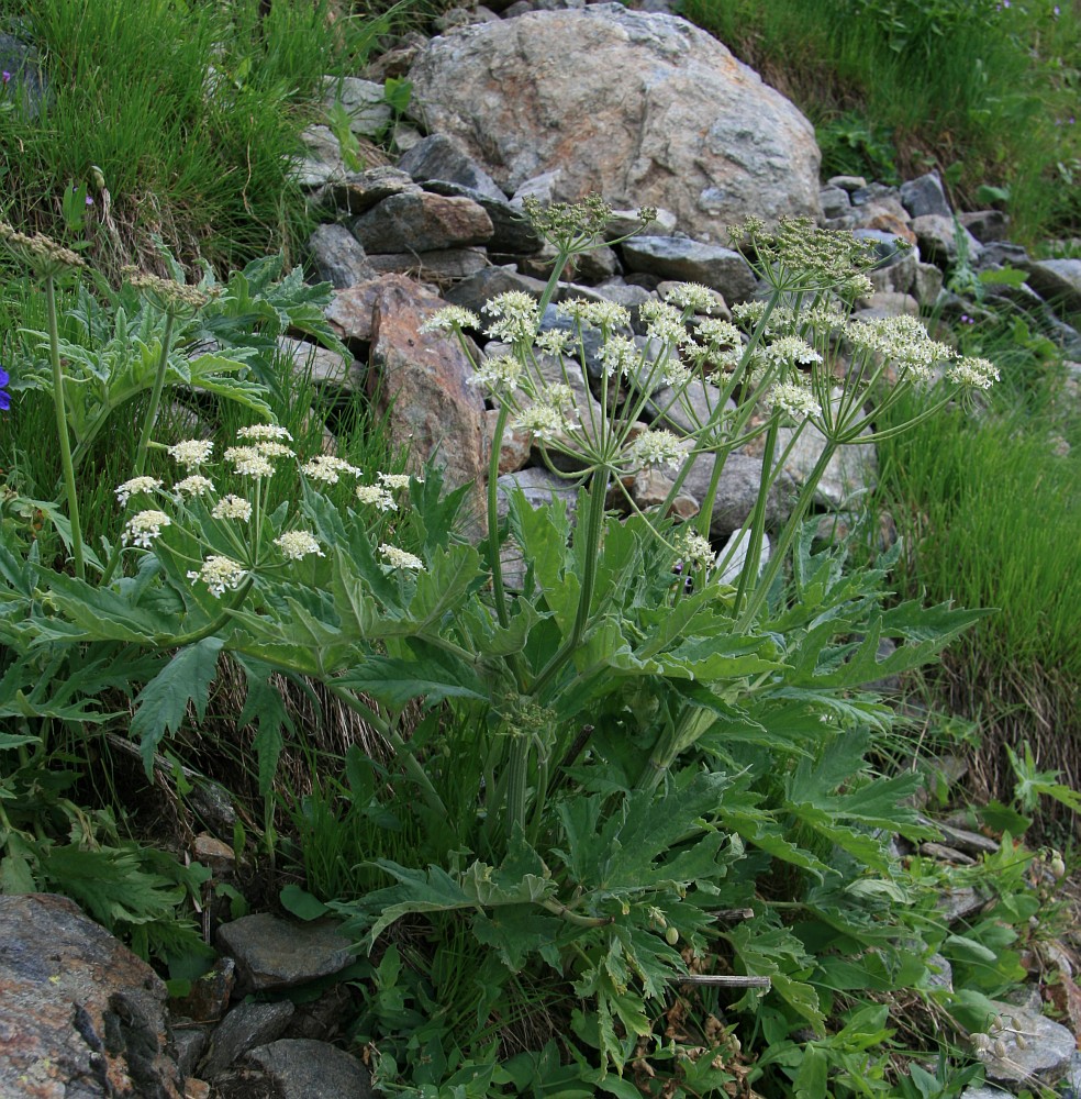 Image of Heracleum leskovii specimen.