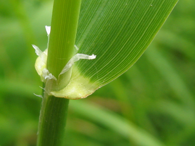 Изображение особи Phalaroides arundinacea.