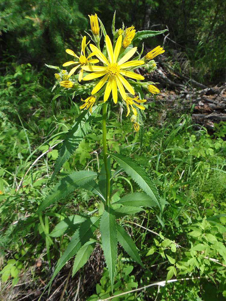 Image of Senecio nemorensis specimen.