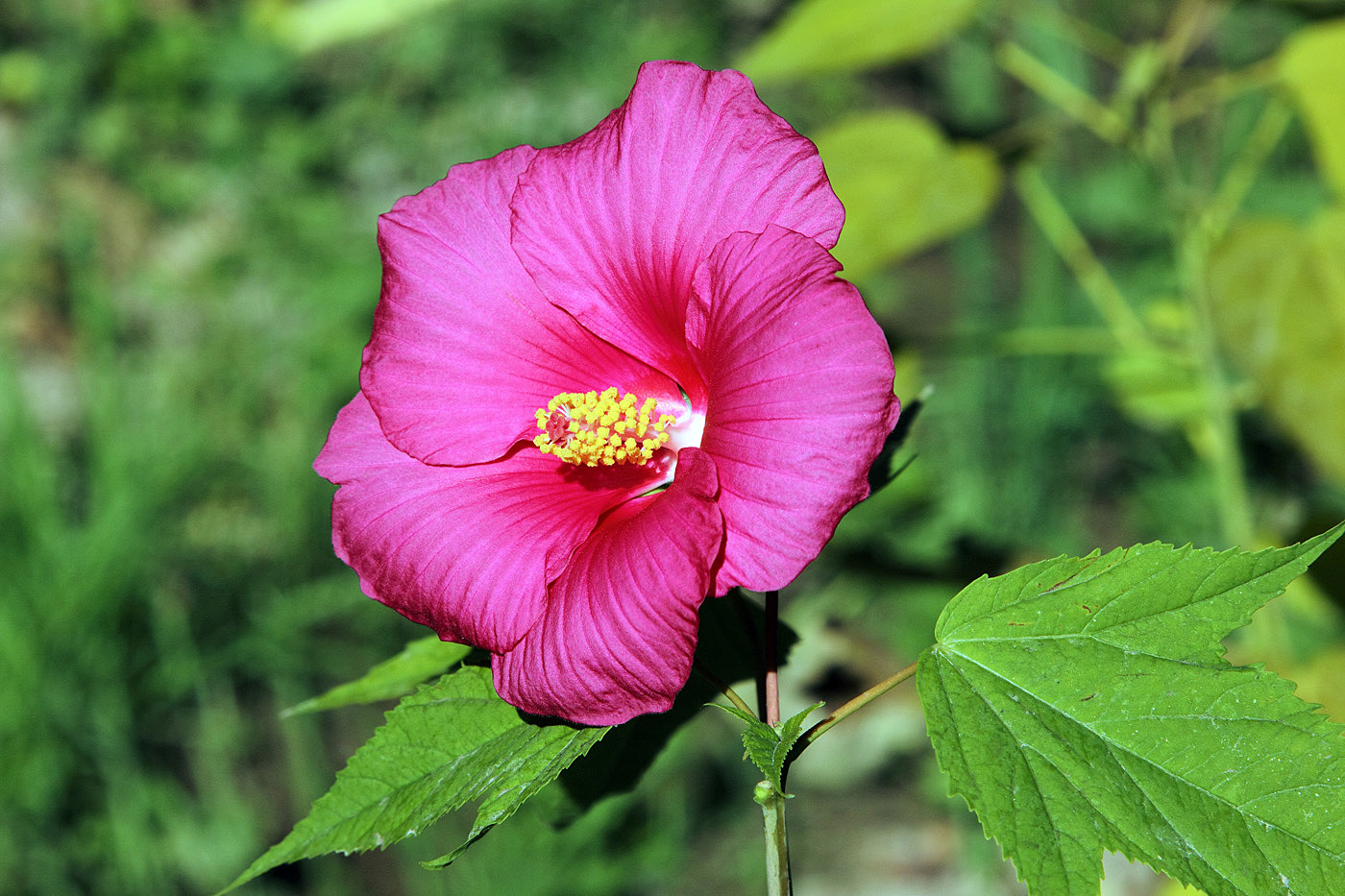 Image of Hibiscus &times; hybridus specimen.