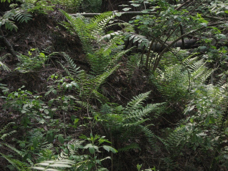 Image of Dryopteris filix-mas specimen.