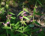 Pedicularis resupinata