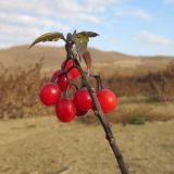 Solanum kitagawae. Верхушка побега с соплодием. Краснодарский край, Крымский р-н, Неберджаевское вдхр. 23.11.2013.