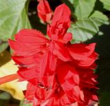 Salvia splendens