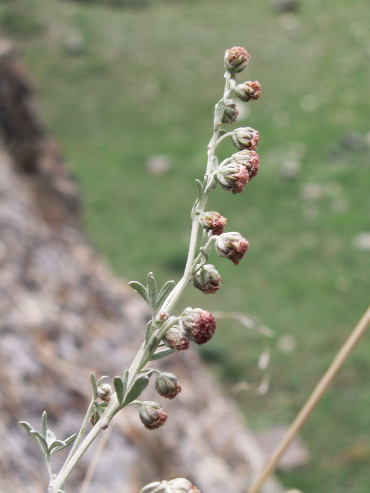 Image of Artemisia rutifolia specimen.