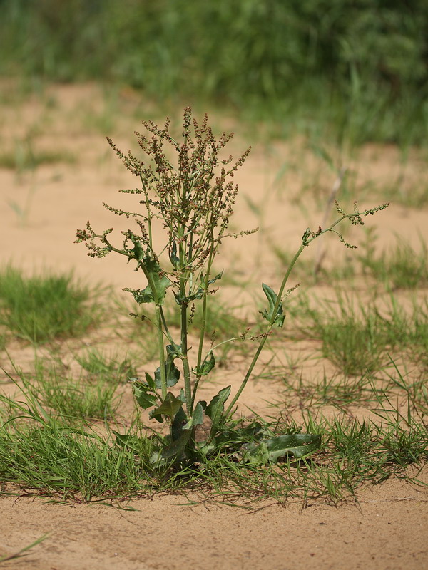 Image of Rumex acetosa specimen.