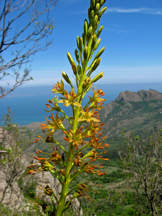 Изображение особи Eremurus jungei.