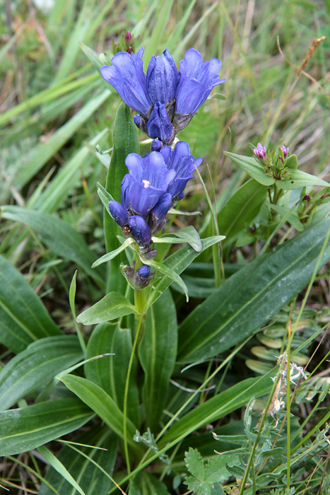 Изображение особи Gentiana decumbens.