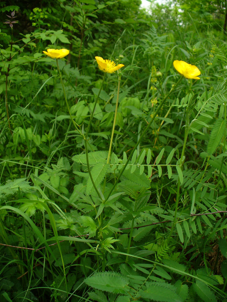 Изображение особи род Ranunculus.