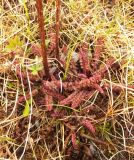 Pedicularis sceptrum-carolinum. Розетка прикорневых листьев. Кольский п-ов, Восточный Мурман, пос. Дальние Зеленцы, северо-западный болотистый склон Пограничной сопки. 18.06.2014.