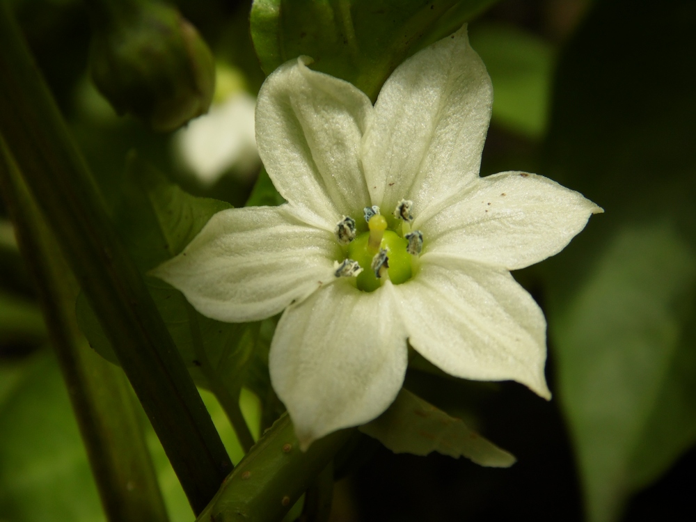 Image of Capsicum annuum specimen.