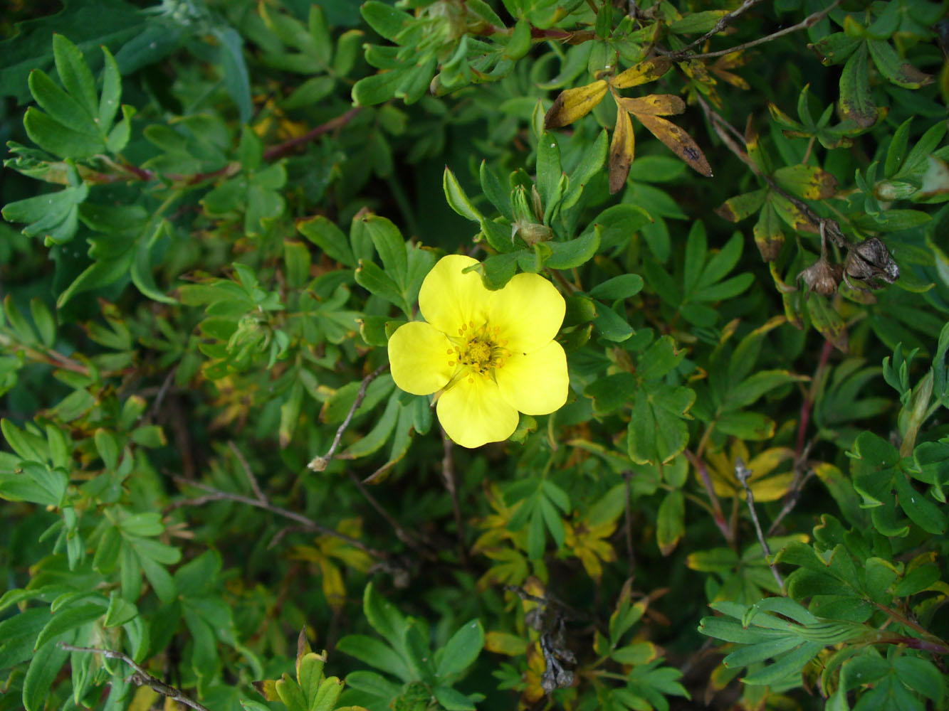 Image of Dasiphora fruticosa specimen.