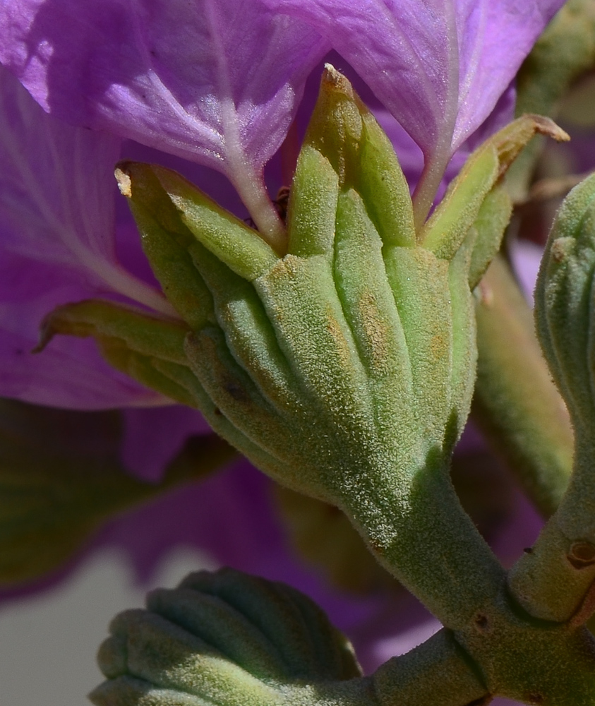 Image of Lagerstroemia speciosa specimen.