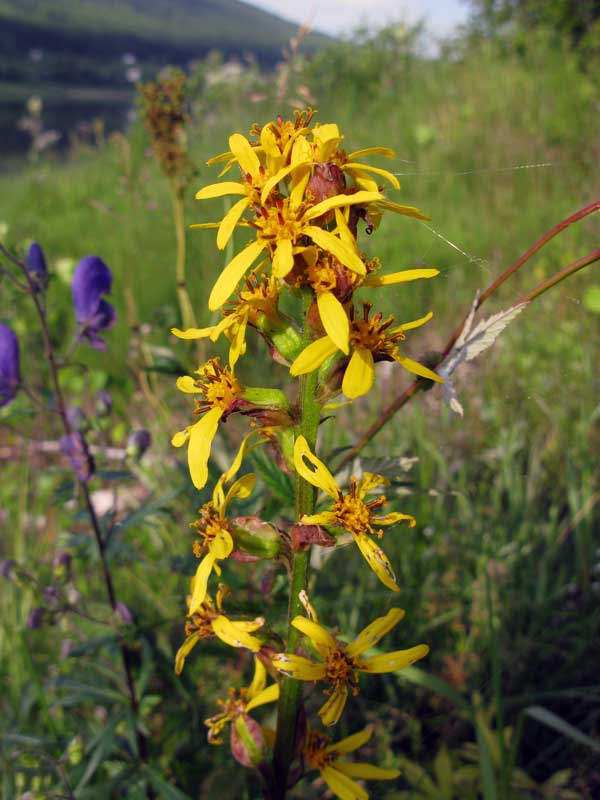 Изображение особи Ligularia sibirica.