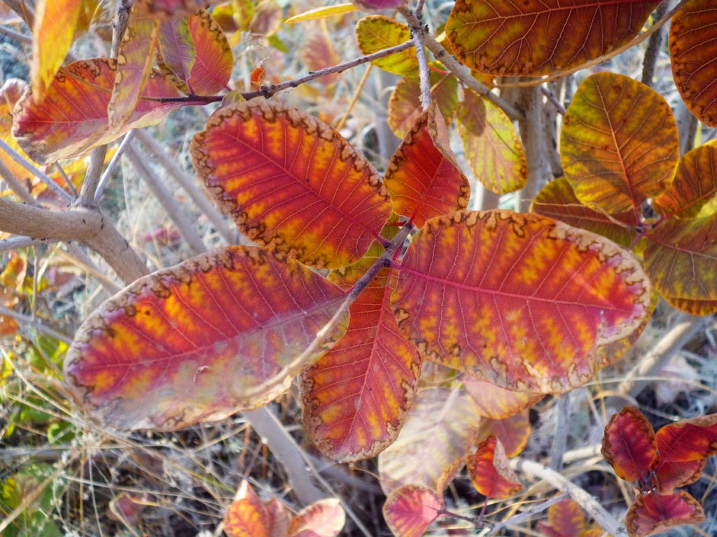 Image of Cotinus coggygria specimen.