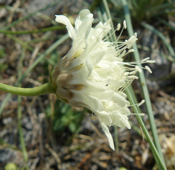 Image of Cephalaria coriacea specimen.