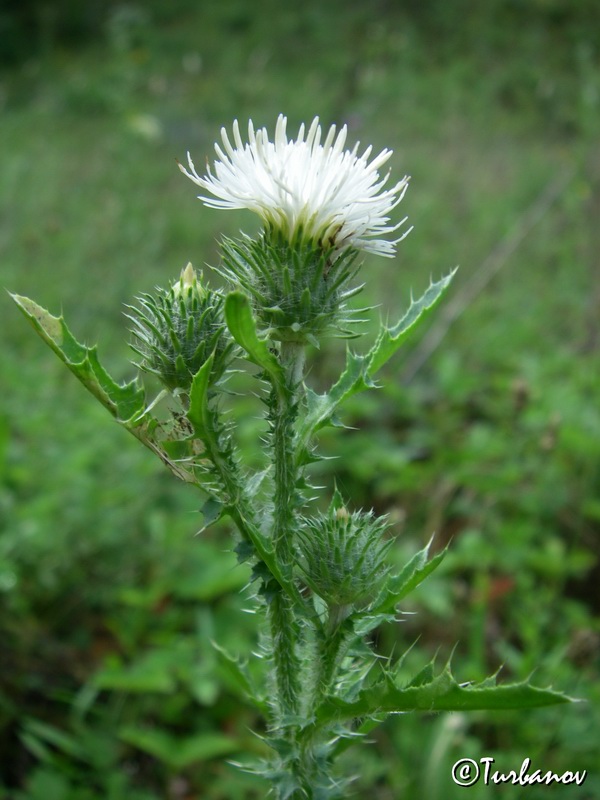 Image of Carduus acanthoides specimen.