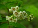 Sorbus sambucifolia. Соцветие. Камчатский край, Елизовский р-н, долина реки Авача, склон пойменного леса. 18.06.2008.