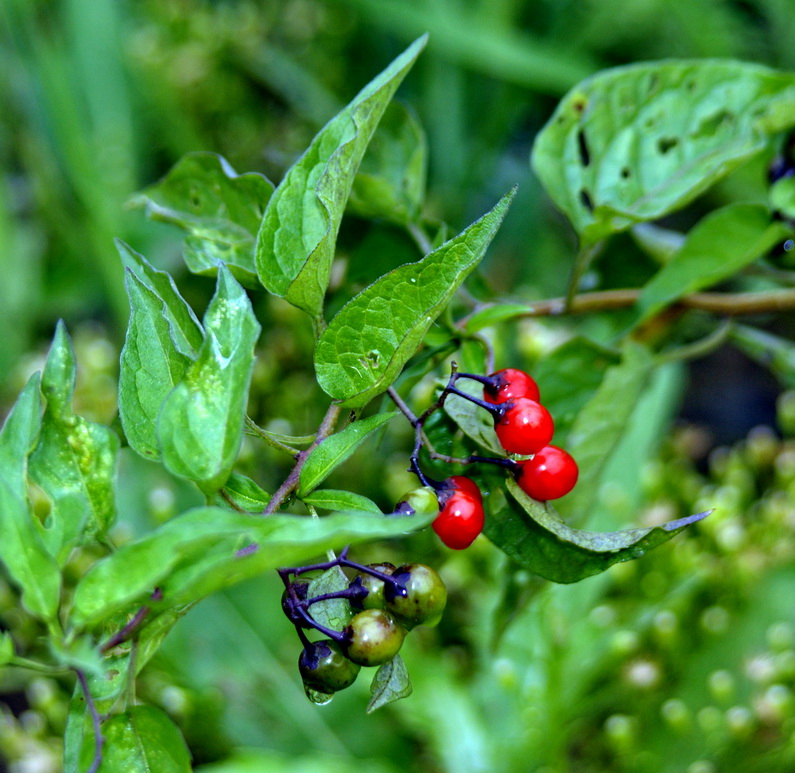 Image of Solanum kitagawae specimen.