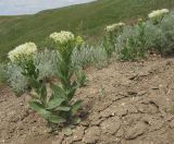 Cardaria draba. Цветущие растения. Краснодарский край, Темрюкский р-н, мыс Железный Рог, приморский обрывистый глинистый склон. 09.05.2015.