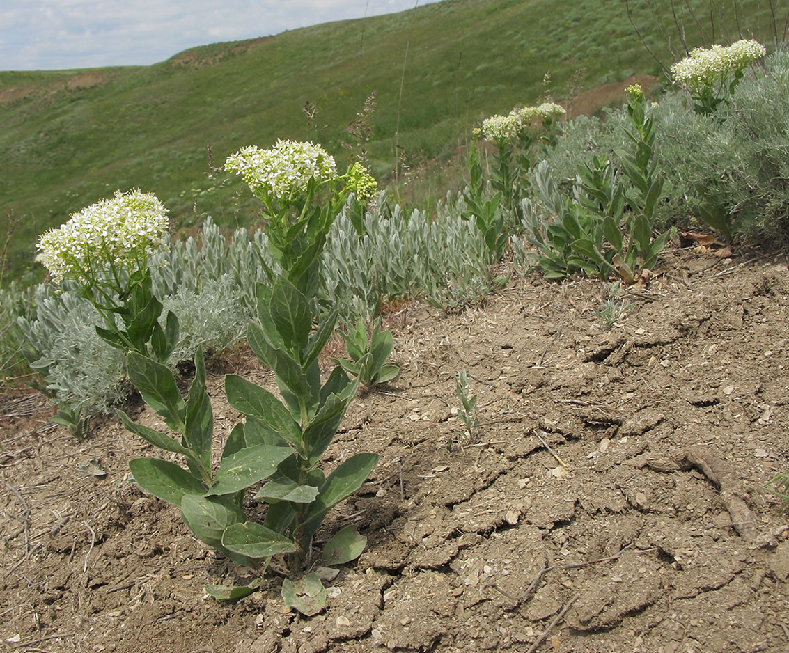 Image of Cardaria draba specimen.