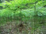 Pteridium pinetorum подвид sibiricum. Орляковая заросль в сухом березняке. Ленинградская обл., склон долины р. Луга. Середина июня.