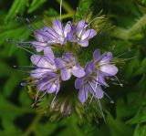 Phacelia tanacetifolia