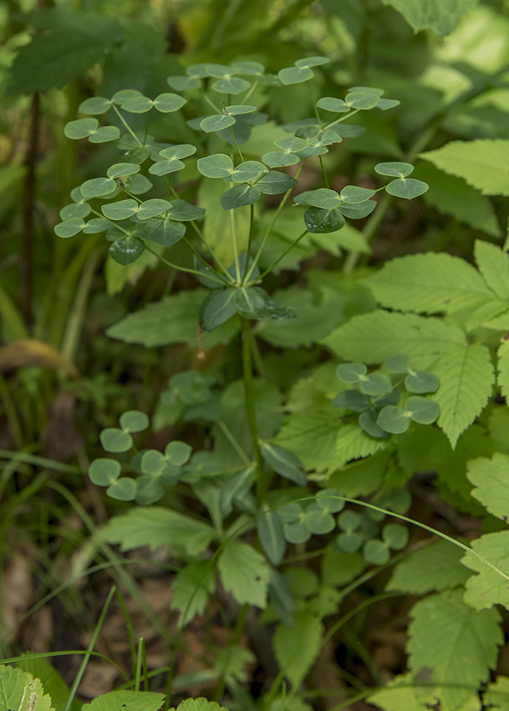 Image of genus Euphorbia specimen.