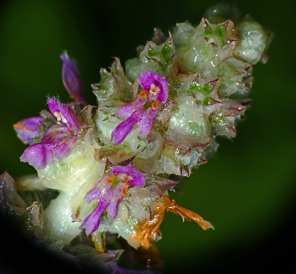 Изображение особи Stachys byzantina.